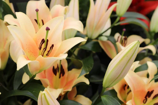 Beautiful Array Lilium Flowers Pinks Whites Orange — стоковое фото