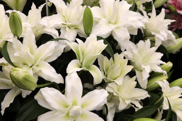 Beautiful Array Lilium Flowers Pinks Whites Orange Stock Kép