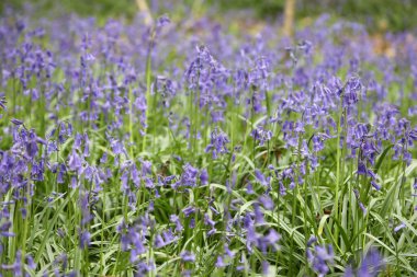Stunning woodland field of Bluebell flowers in Clent Hills, United Kingdom