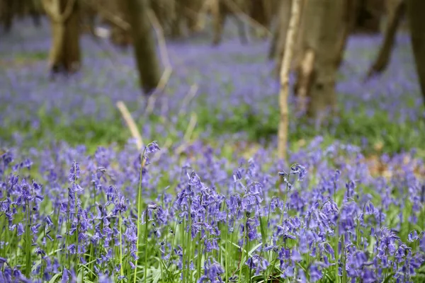 Stunning Woodland Field Bluebell Flowers Clent Hills United Kingdom — 스톡 사진