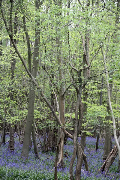 Prachtige Bosrijke Weide Van Bluebell Bloemen Clent Hills Verenigd Koninkrijk — Stockfoto