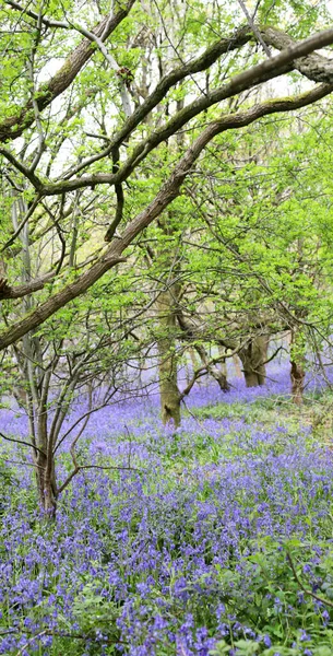 Stunning Woodland Field Bluebell Flowers Clent Hills United Kingdom — Foto de Stock