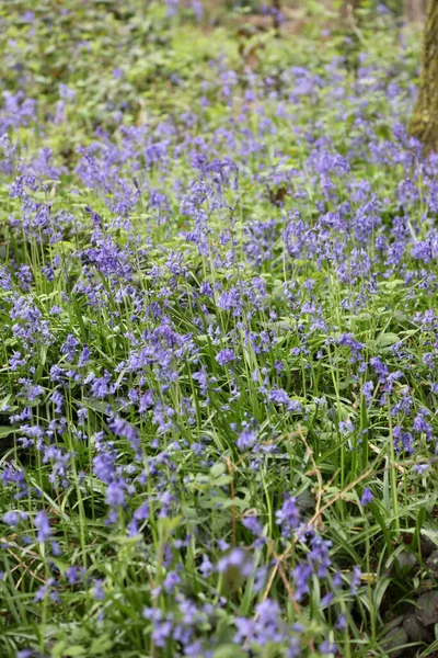 Stunning Woodland Field Bluebell Flowers Clent Hills United Kingdom — Stock Photo, Image