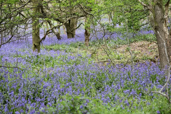 Stunning Woodland Field Bluebell Flowers Clent Hills United Kingdom — стоковое фото