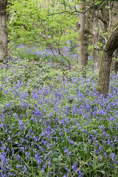 Ohromující Lesní Pole Květin Bluebell Clent Hills Velká Británie — Stock fotografie