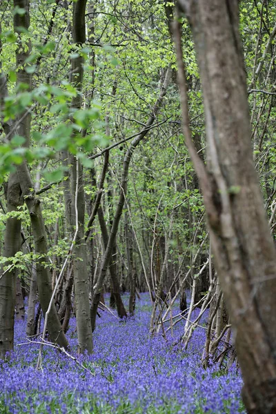 Stunning Woodland Field Bluebell Flowers Clent Hills United Kingdom — Stockfoto