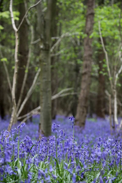 Superbe Terrain Boisé Fleurs Bluebell Clent Hills Royaume Uni — Photo