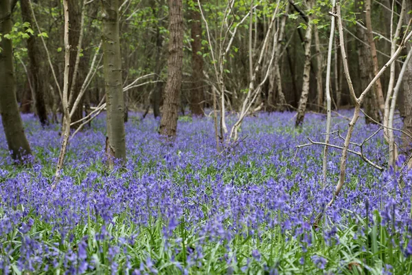 大不列颠及北爱尔兰联合王国克伦特山蓝铃花繁茂的林地 — 图库照片
