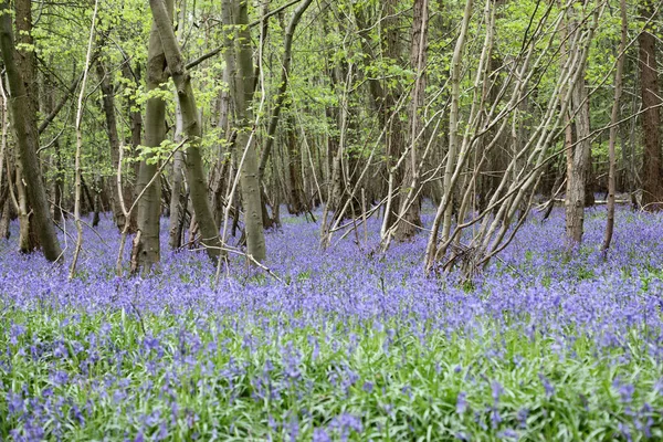 Stunning Woodland Field Bluebell Flowers Clent Hills United Kingdom — Stock fotografie