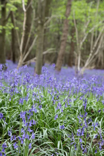 Superbe Terrain Boisé Fleurs Bluebell Clent Hills Royaume Uni — Photo