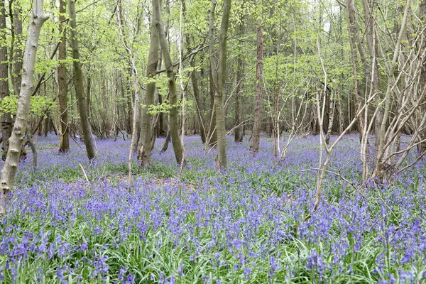 Clent Hills, İngiltere 'de BlueBell çiçeklerinin çarpıcı ormanlık alanı.