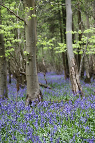 Stunning Woodland Field Bluebell Flowers Clent Hills United Kingdom — Stock Photo, Image