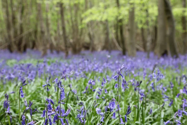 Stunning Woodland Field Bluebell Flowers Clent Hills United Kingdom — стоковое фото