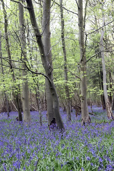 Clent Hills, İngiltere 'de BlueBell çiçeklerinin çarpıcı ormanlık alanı.