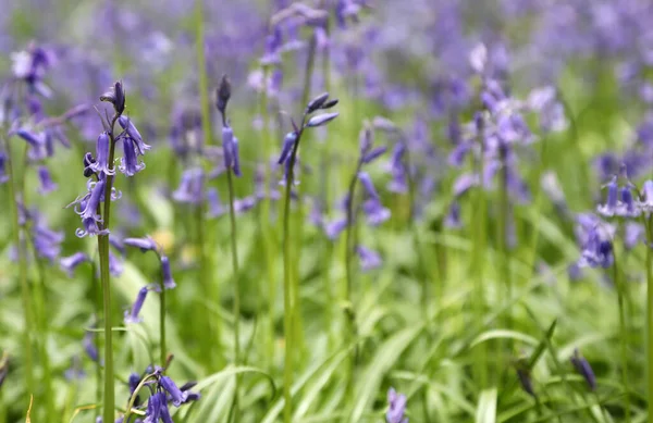 영국클 힐스에 꽃들의 아름다운 — 스톡 사진