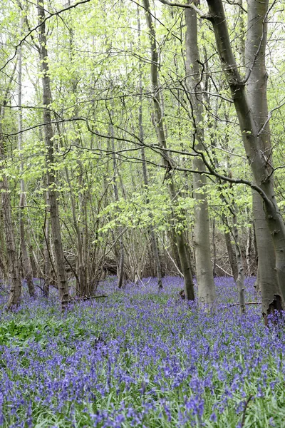 Stunning Woodland Field Bluebell Flowers Clent Hills Egyesült Királyság — Stock Fotó