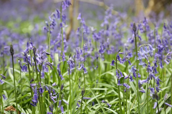 Stunning Woodland Field Bluebell Flowers Clent Hills United Kingdom — Stock Photo, Image