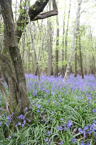 Stunning Woodland Field Bluebell Flowers Clent Hills United Kingdom — стоковое фото