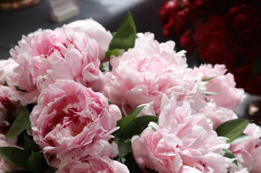Güzel pembe ve beyaz Peonie çiçekleri