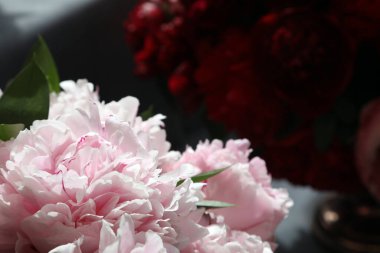 Güzel pembe ve beyaz Peonie çiçekleri