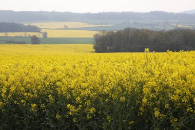 Kanola çiçekleri olarak da bilinen parlak sarı kolza tohumu çiçekleri İngiltere 'de bulunur.