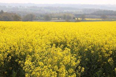 Kanola çiçekleri olarak da bilinen parlak sarı kolza tohumu çiçekleri İngiltere 'de bulunur.