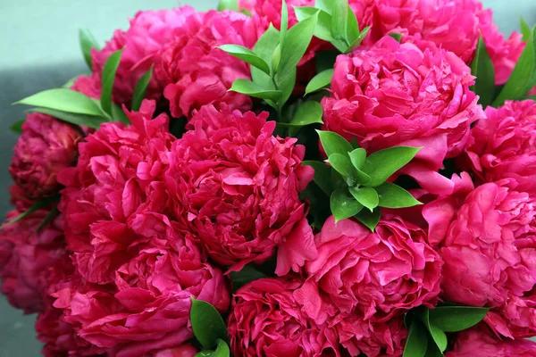 Beautiful Pink White Peonie Flowers — Stockfoto
