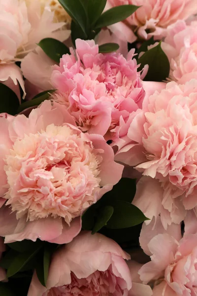 Mooie Roze Witte Peonie Bloemen — Stockfoto