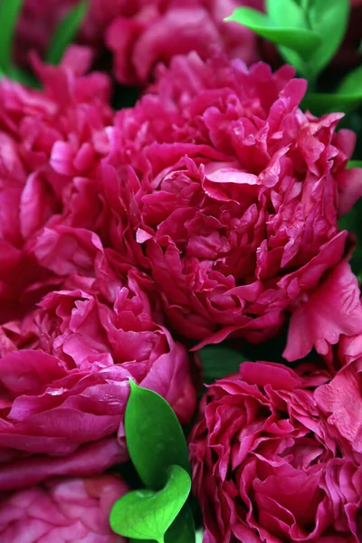 Vackra Rosa Och Vita Peonie Blommor — Stockfoto