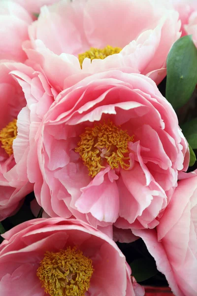 Mooie Roze Witte Peonie Bloemen — Stockfoto