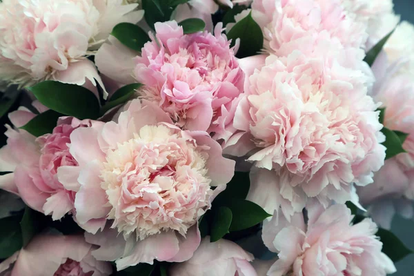 Krásné Růžové Bílé Květy Pivoňky — Stock fotografie