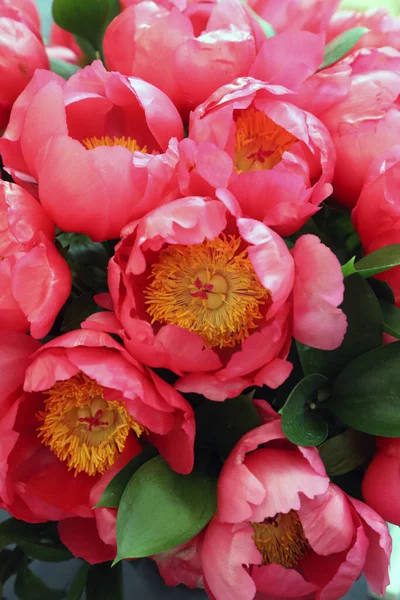 Beautiful Pink White Peonie Flowers — Zdjęcie stockowe
