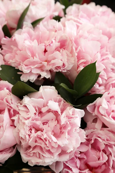 Beautiful Pink White Peonie Flowers — Zdjęcie stockowe