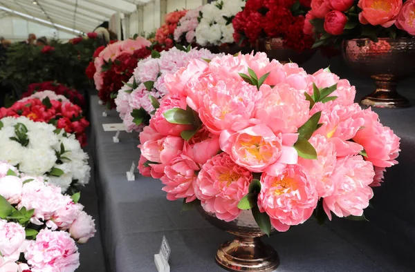 Beautiful Pink White Peonie Flowers — Zdjęcie stockowe
