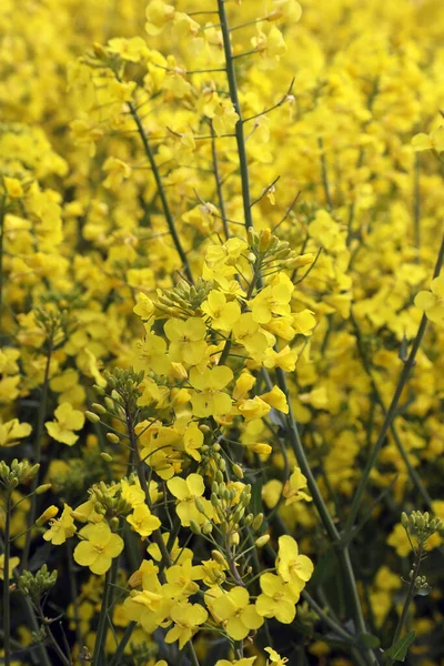 Field Bright Yellow Rapeseed Flowers Also Known Canola Flowers Located — Photo