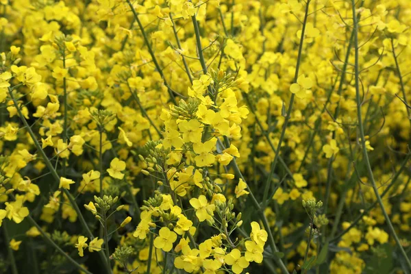 Field Bright Yellow Rapeseed Flowers Also Known Canola Flowers Located — Photo