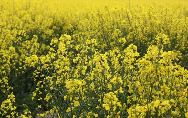 Field Bright Yellow Rapeseed Flowers Also Known Canola Flowers Located — стоковое фото