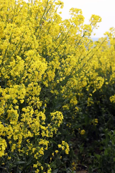 Field Bright Yellow Rapeseed Flowers Also Known Canola Flowers Located — Stock Fotó