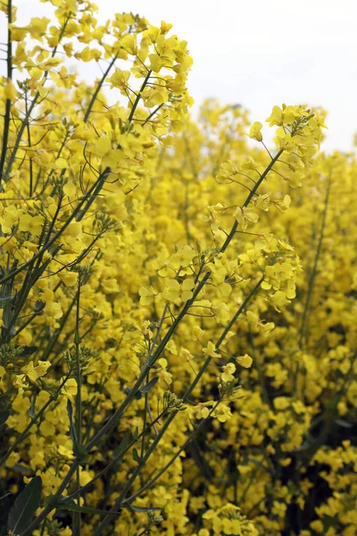 Field Bright Yellow Rapeseed Flowers Also Known Canola Flowers Located — Fotografia de Stock