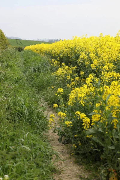 Field Bright Yellow Rapeseed Flowers Also Known Canola Flowers Located — стоковое фото