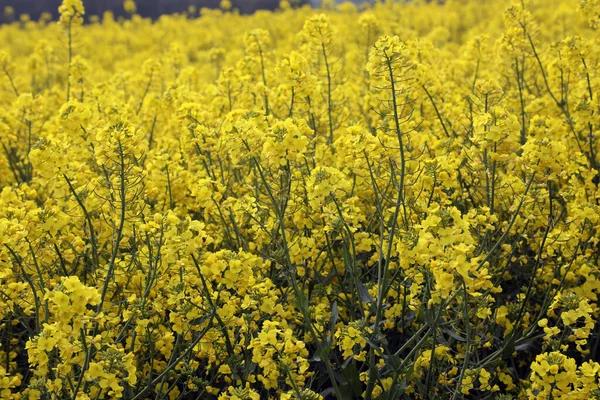 Field Bright Yellow Rapeseed Flowers Also Known Canola Flowers Located — Fotografia de Stock
