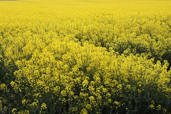 Field Bright Yellow Rapeseed Flowers Also Known Canola Flowers Located — стоковое фото