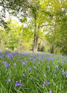Baddesley Clinton 'ın güzel arazisinde çan çiçekleri, meşe ağaçları, kapılar, yollar, taş binalar