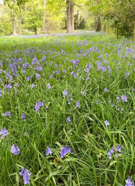 Baddesley Clinton 'ın güzel arazisinde çan çiçekleri, meşe ağaçları, kapılar, yollar, taş binalar