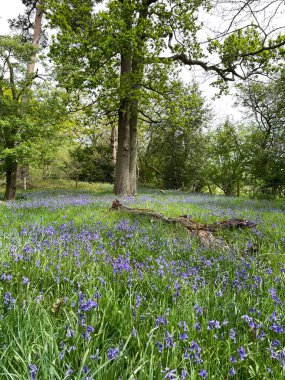 Baddesley Clinton 'ın güzel arazisinde çan çiçekleri, meşe ağaçları, kapılar, yollar, taş binalar