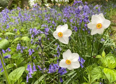 Baddesley Clinton 'ın güzel arazisinde çan çiçekleri, meşe ağaçları, kapılar, yollar, taş binalar