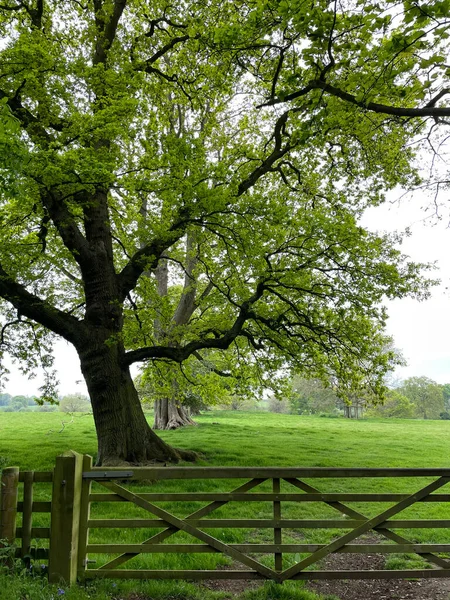 Het Prachtige Terrein Van Baddesley Clinton Met Bosklokken Eiken Poorten — Stockfoto