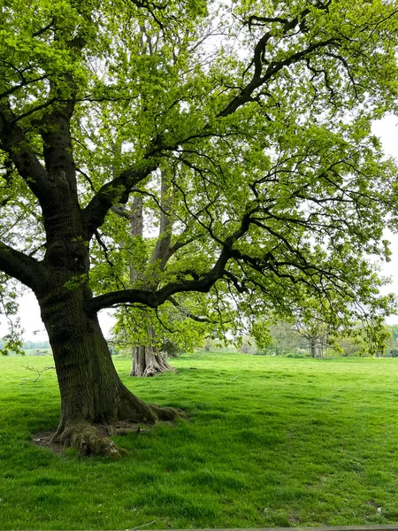 Baddesley Clinton美丽的土地上有蓝铃花 石头建筑 — 图库照片