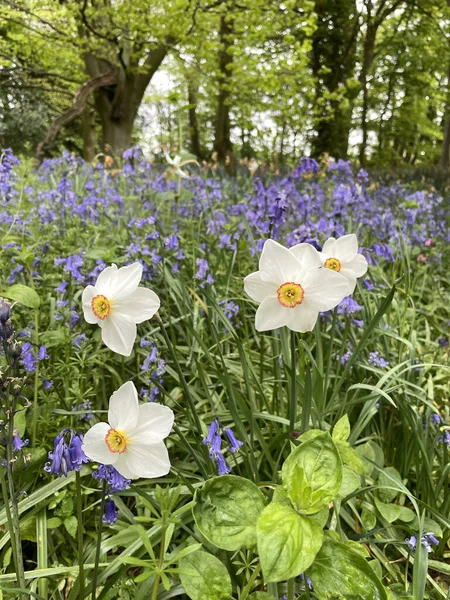 Baddesley Clinton 'ın güzel arazisinde çan çiçekleri, meşe ağaçları, kapılar, yollar, taş binalar