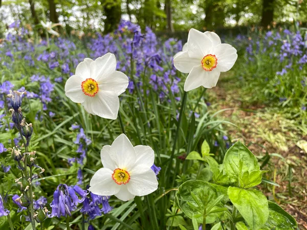 Baddesley Clinton 'ın güzel arazisinde çan çiçekleri, meşe ağaçları, kapılar, yollar, taş binalar